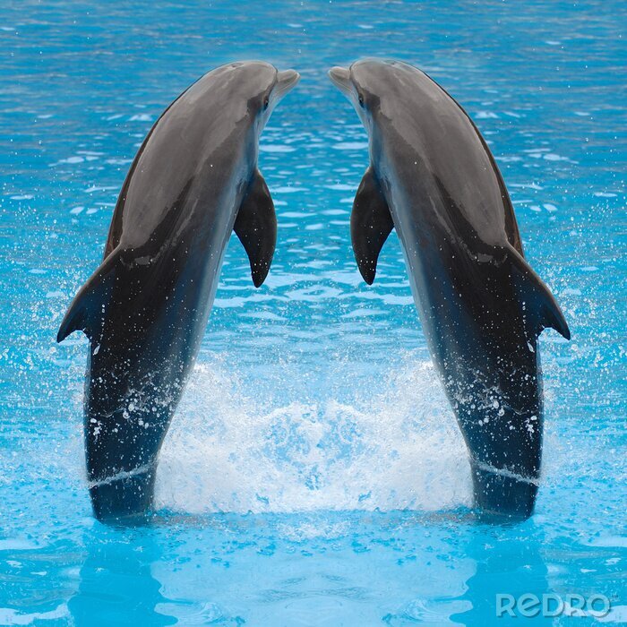 Poster Zeedieren dolfijnen