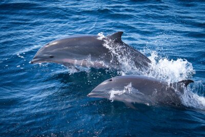 Poster Zeedieren twee dolfijnen