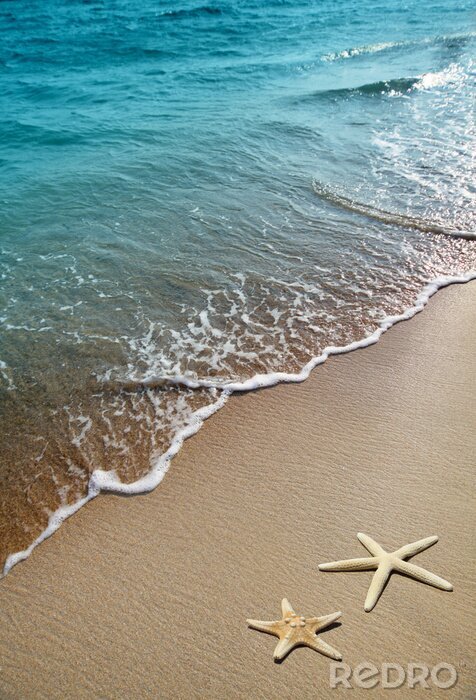Poster Zeester op het strand aan zee