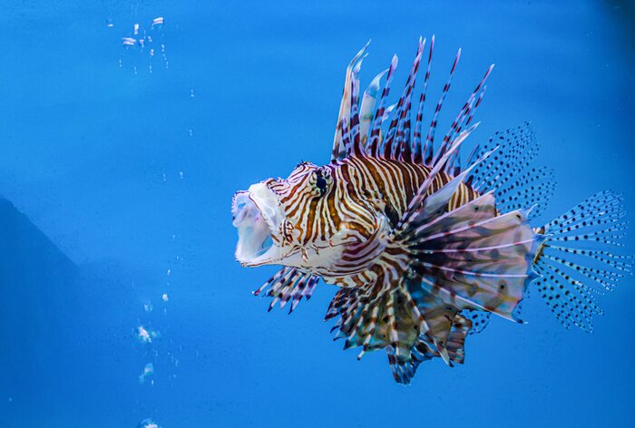 Poster Zeevis in het aquarium