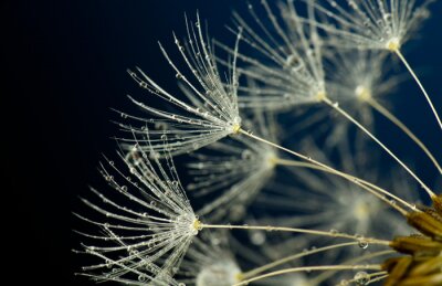 Zicht op de zaden van een paardenbloem