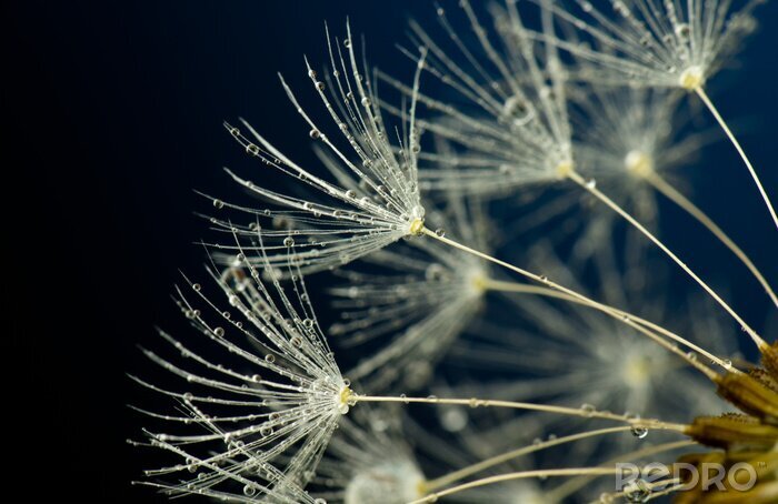 Poster Zicht op de zaden van een paardenbloem