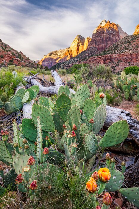 Poster Zion National Park, woestijn cactussen en zandstenen rotsen