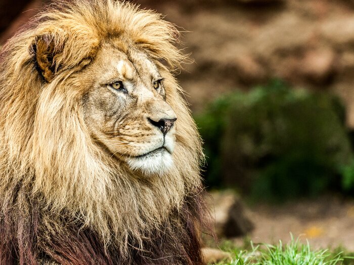 Poster Zittende leeuw tussen het gras