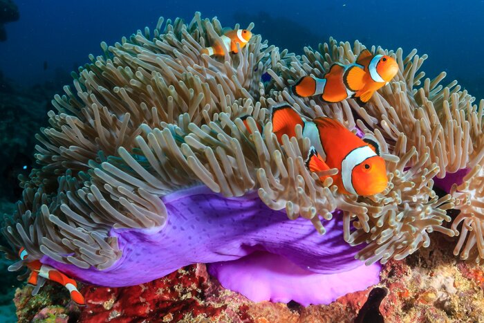 Poster Zoetwatervissen in het koraal