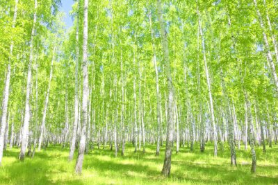 Zomerberkenbos in de zon