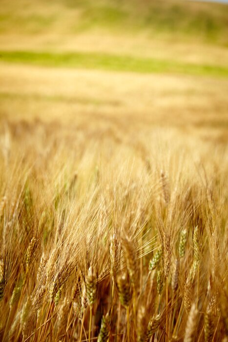 Poster Zomers natuurthema met gouden oren