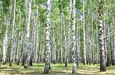 Zomerse berken in een bos