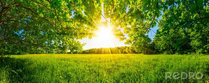 Poster Zon en een weide