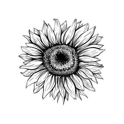 Poster Zonnebloem bloem gemaakt met zwarte lijn