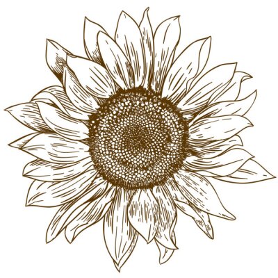 Zonnebloem bloem tekening