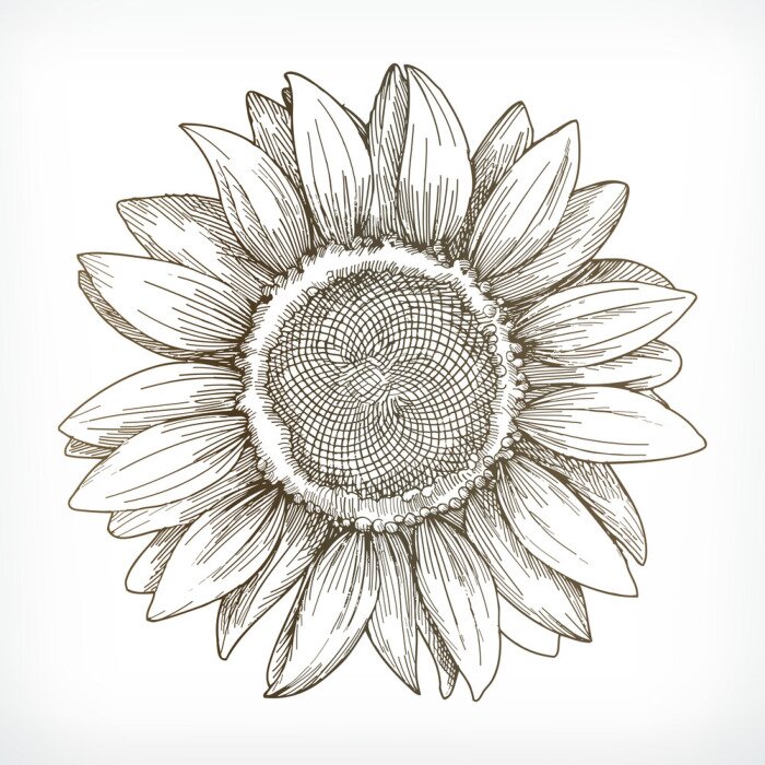 Poster Zonnebloem minimalistische tekening