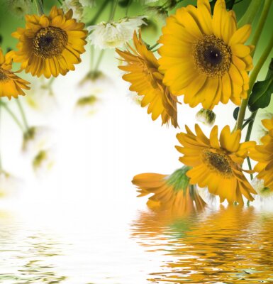Zonnebloemen boven het water