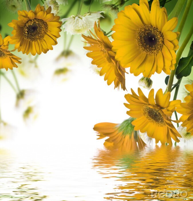 Poster Zonnebloemen boven het water