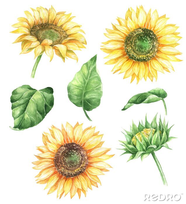 Poster Zonnebloemen tekenen met drie bloemen en een knop