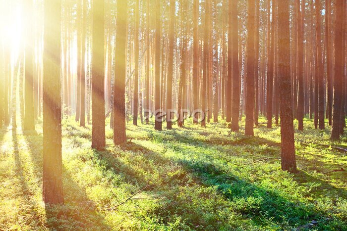 Poster Zonnestralen vallen tussen de bomen door in het bos.