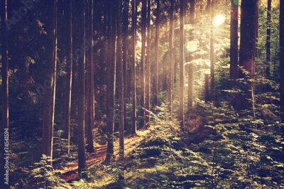 Poster Zonnestralen vallen tussen de bomen in het bos.