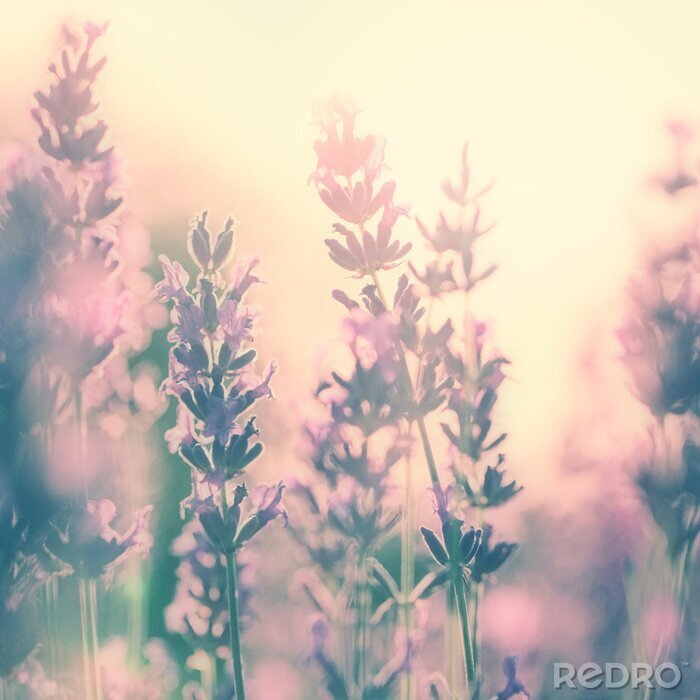 Poster Zonnig veldnatuur