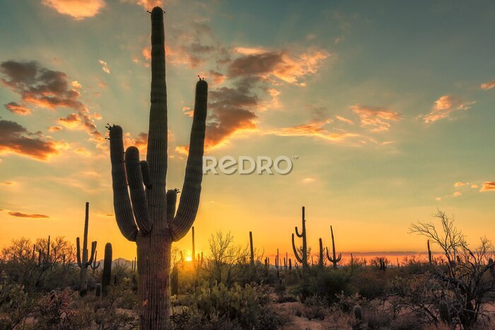 Poster Zonsondergang boven de woestijn met cactussen