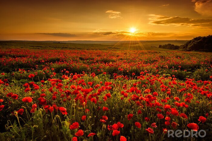 Poster Zonsondergang boven een veld klaprozen