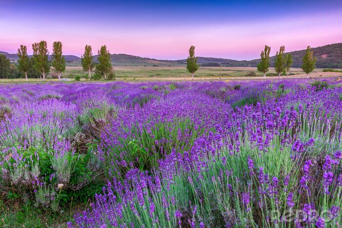 Poster Zonsondergang over een zomer Lavendel veld in Tihany, Hongarije
