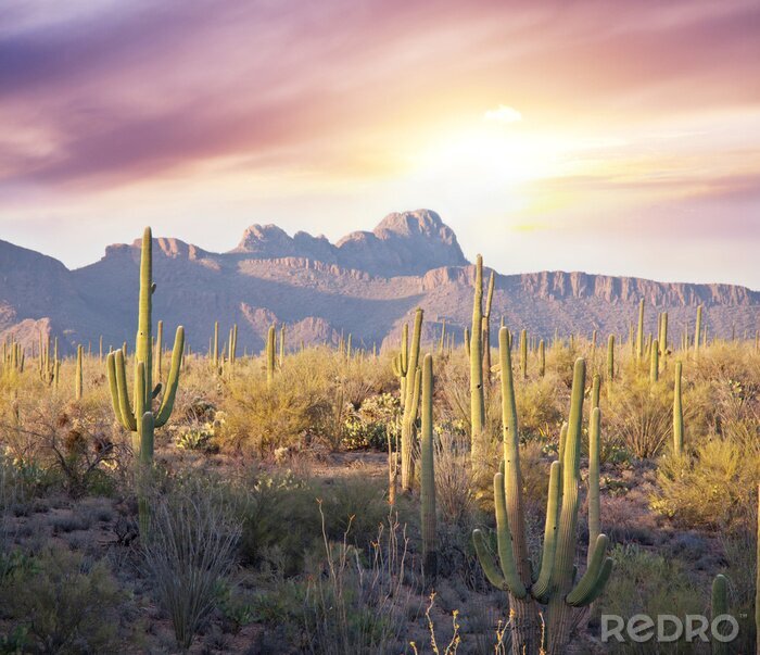 Poster Zonsopgang boven de cactuswoestijn van Arizona