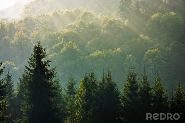 Poster Zonsopgang boven een mistig bos