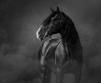 zwart paard in de mist