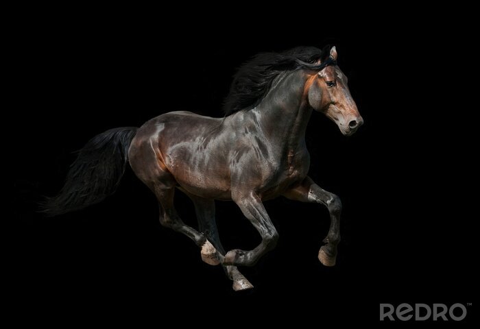 Poster Zwart paard op zwarte achtergrond