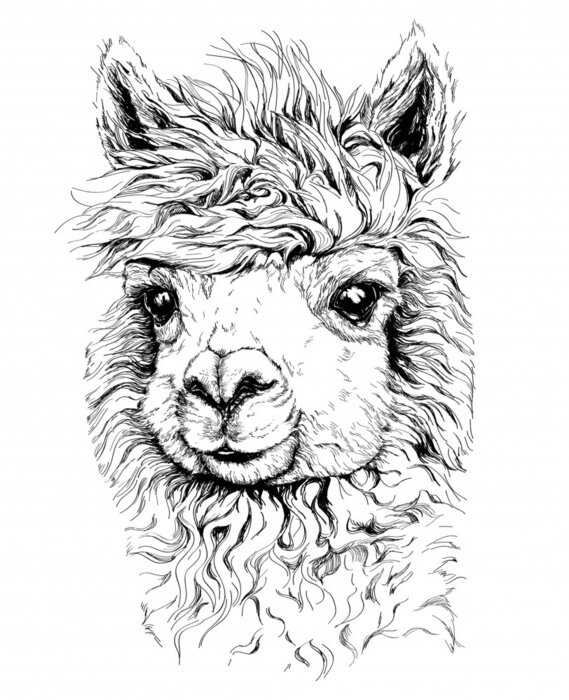 Poster Zwart-wit alpacahoofd
