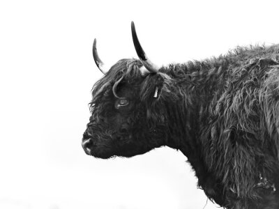 Poster Zwart-wit foto van een koe vanaf de zijkant