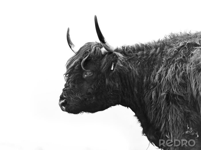 Poster Zwart-wit foto van een koe vanaf de zijkant