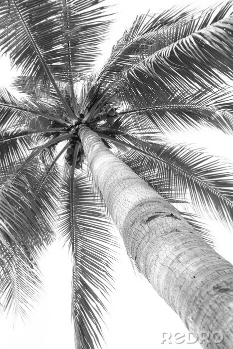 Poster Zwart-wit foto van een palmboom van onderen