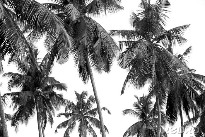 Poster Zwart-wit foto van palmbomen