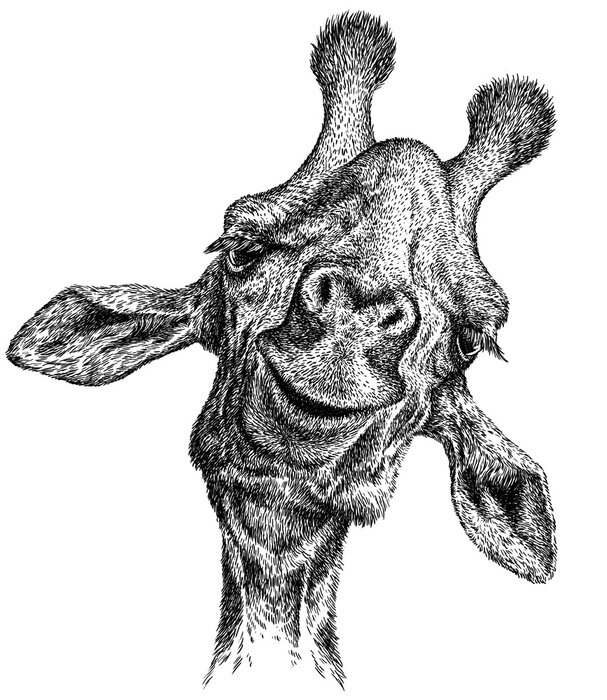 Poster Zwart-wit girafhoofd