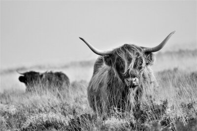 Zwart-wit landschap met Schotse koeien