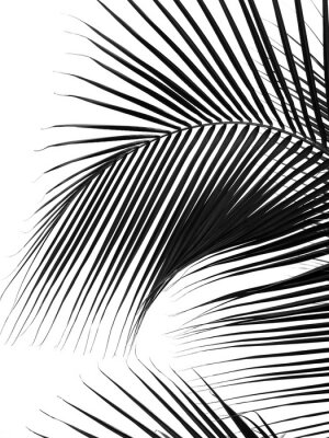 Zwart-wit motief met palmbladeren