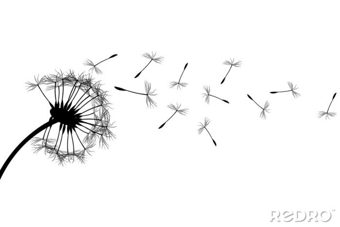 Poster Zwart-wit paardenbloemmotief