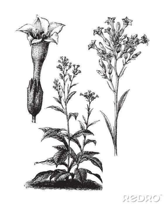 Poster Zwart-wit plantenschets met tabaksbloemen