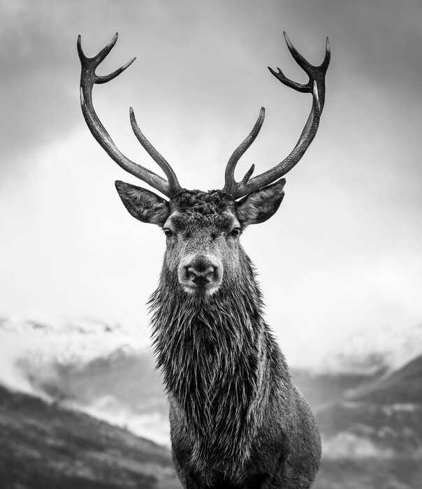 Poster Zwart-wit rendier van dichtbij