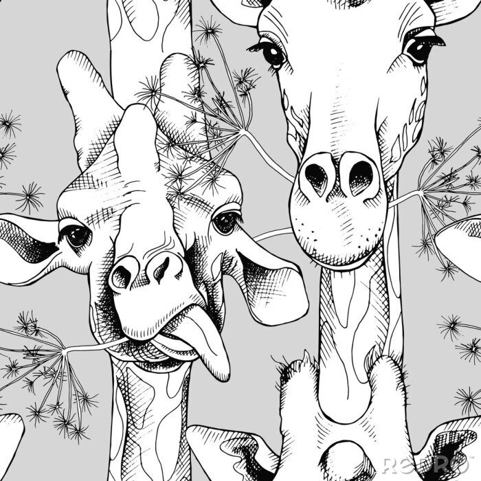Poster Zwart-wit schattige giraffen op een grijze achtergrond