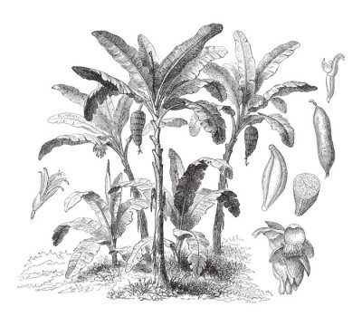 Zwart-wit schets van bananenbomen