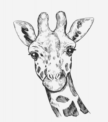 Zwart-wit schets van een girafhoofd