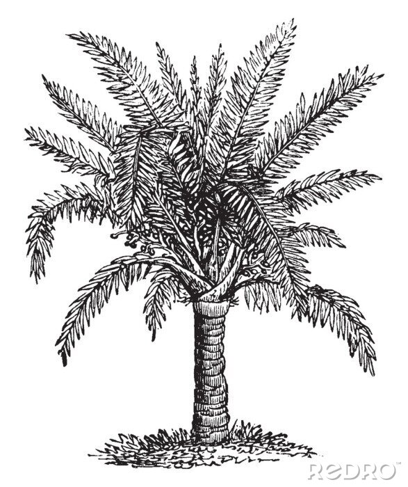 Poster Zwart-wit schets van een palmboom