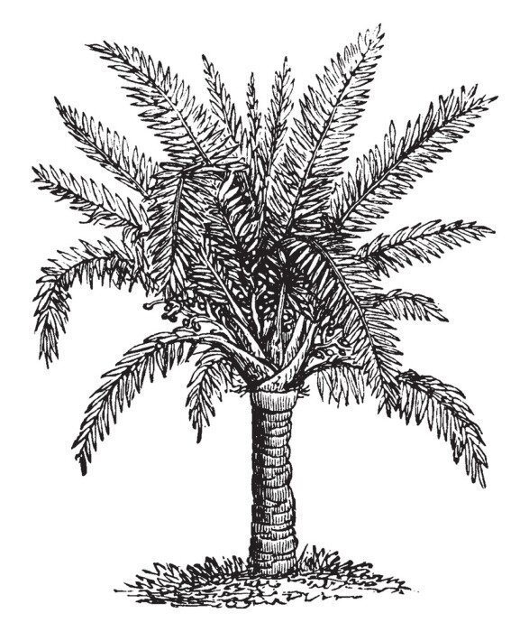 Poster Zwart-wit schets van een palmboom