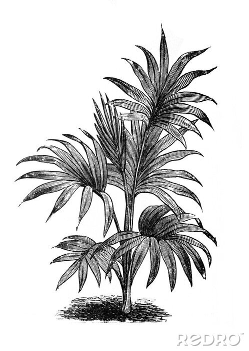 Poster Zwart-wit schets van palmbladeren