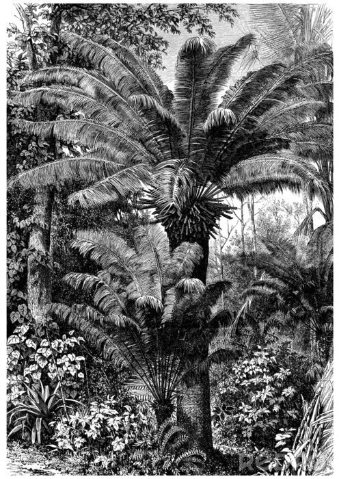 Poster Zwart-wit tekening van de jungle