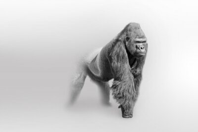 Zwart-wit tekening van een mannelijke gorilla