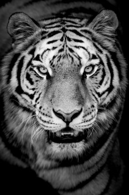 Poster Zwart-wit tijgerportret