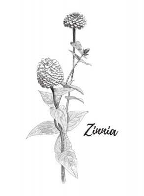 Poster zwart-wit zinnia